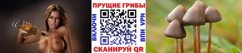 Псилоцибиновые грибы прущие грибы  даркнет сайт  Анадырь 